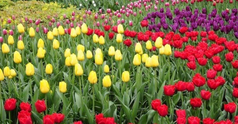 from-amsterdam-private-tour-to-the-keukenhof-and-madurodam