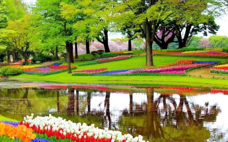 from-amsterdam-private-windmills-and-keukenhof-tour