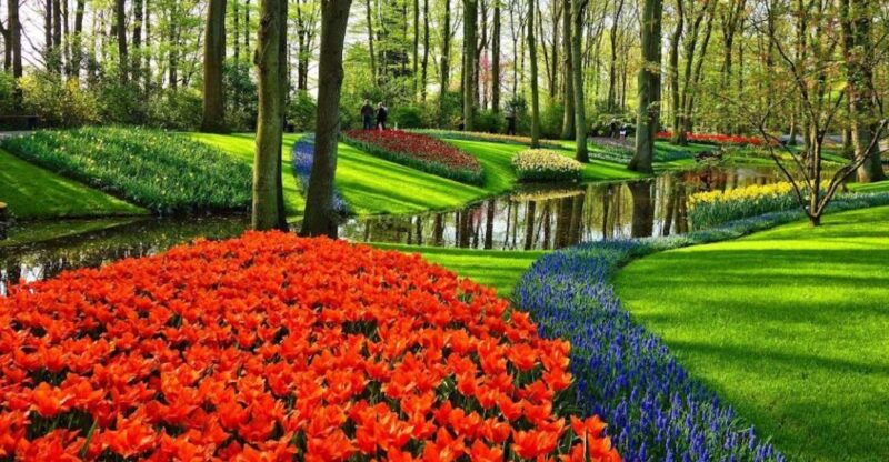from-amsterdam-private-windmills-and-keukenhof-tour