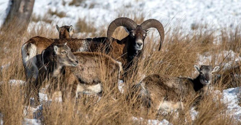 from-amsterdam-small-group-tour-np-hoge-veluwe-van-gogh