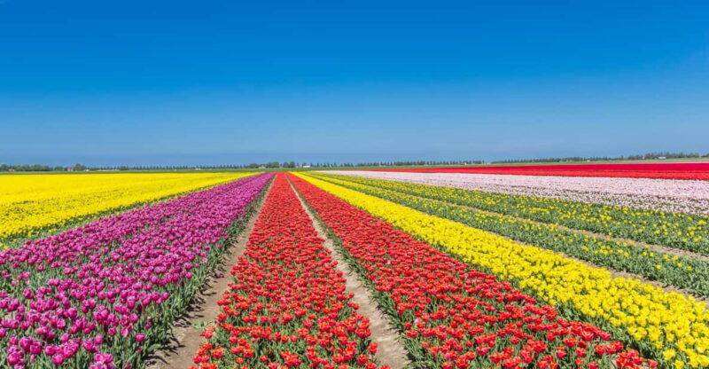 from-amsterdam-take-the-famous-tulip-route-tour