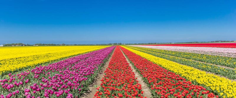 from-amsterdam-take-the-famous-tulip-route-tour
