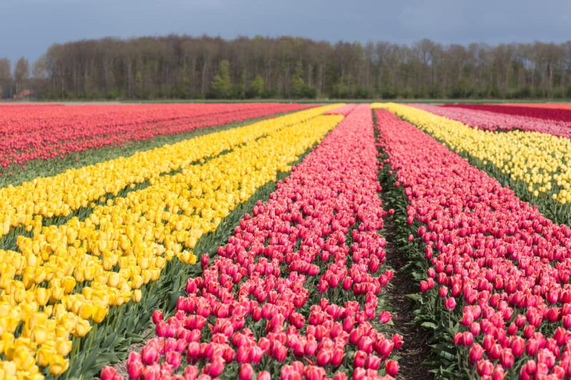 from-amsterdam-take-the-famous-tulip-route-tour