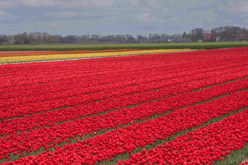 from-amsterdam-take-the-famous-tulip-route-tour