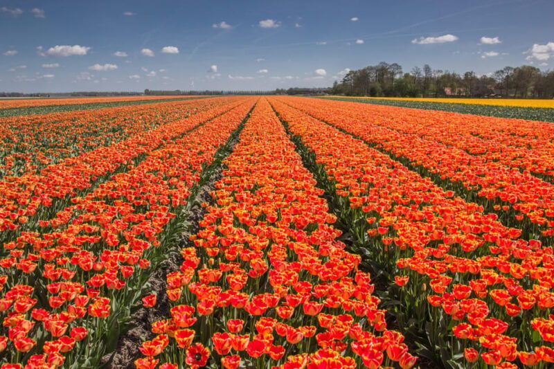 from-amsterdam-take-the-famous-tulip-route-tour