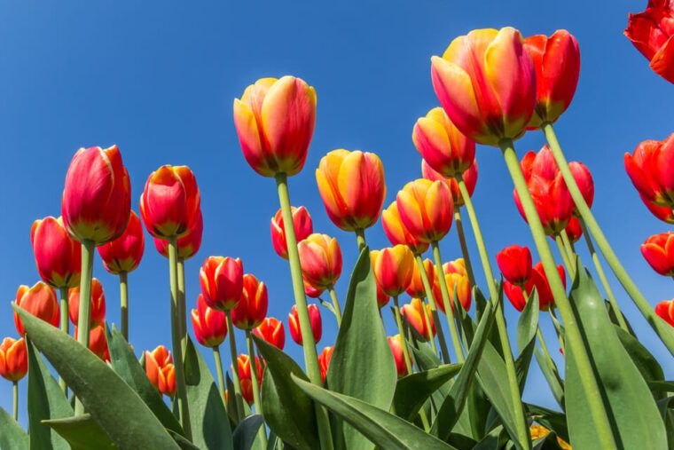 from-amsterdam-take-the-famous-tulip-route-tour
