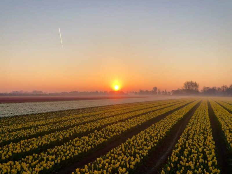 from-amsterdam-the-tulip-sunset-tour-with-dinner