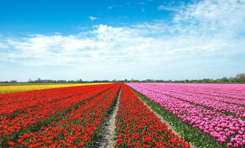 from-amsterdam-tulip-fields-of-holland-tour