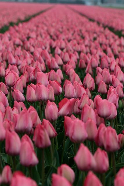 from-amsterdam-tulip-fields-of-holland-tour