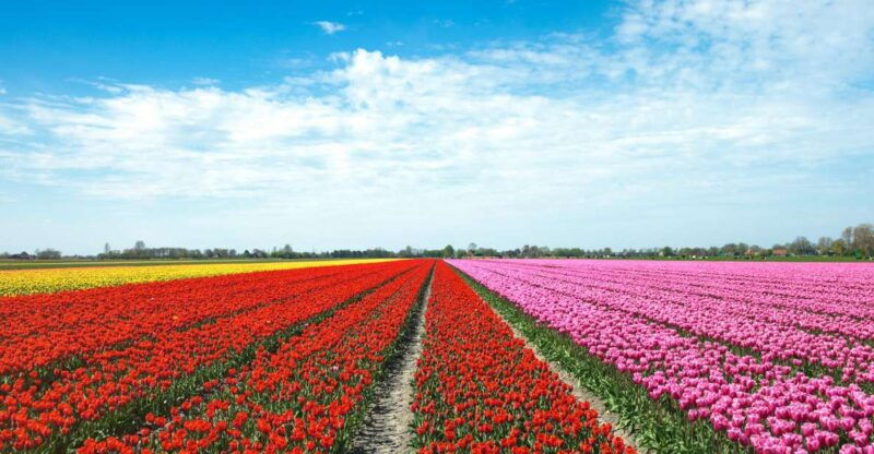 from-amsterdam-tulip-fields-of-holland-tour