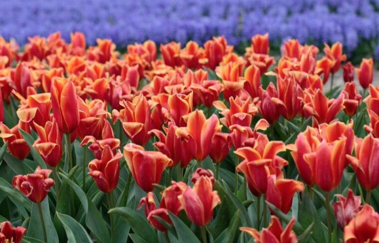 from-amsterdam-tulip-fields-of-holland-tour