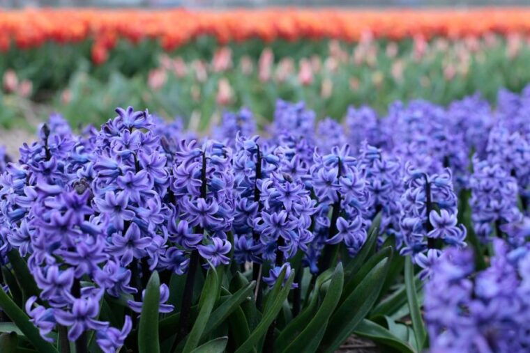 from-amsterdam-tulip-fields-of-holland-tour