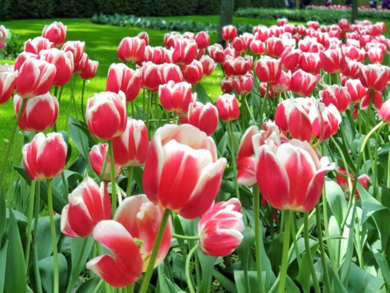 from-amsterdam-tulip-tour-keukenhof-city-tour-delft