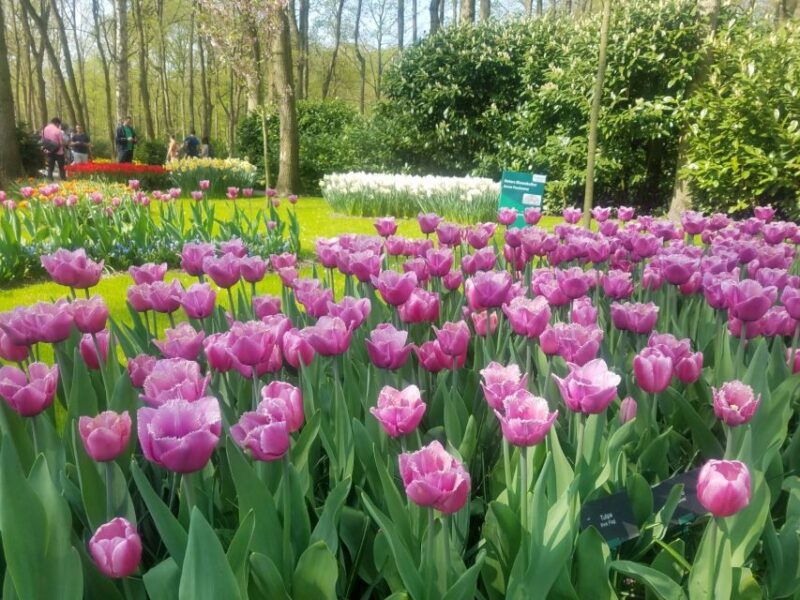 from-amsterdam-tulip-tour-keukenhof-city-tour-delft