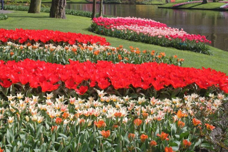 from-amsterdam-tulip-tour-keukenhof-city-tour-delft
