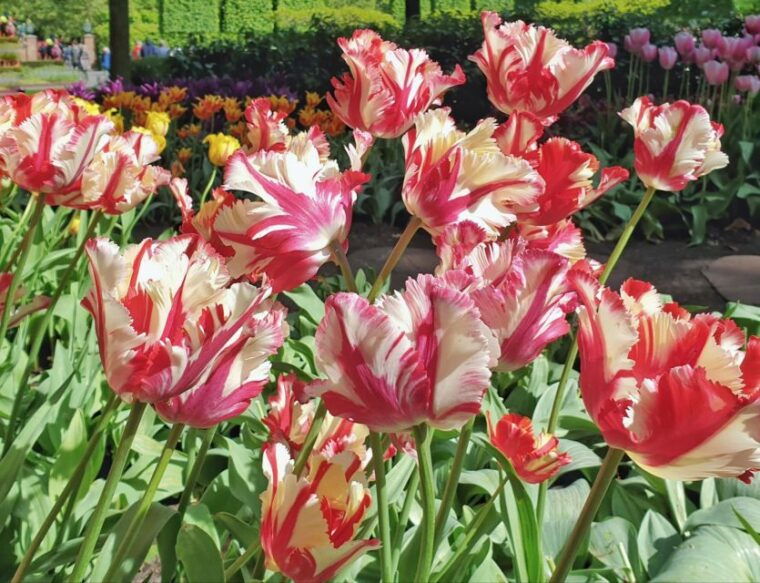 from-amsterdam-tulip-tour-keukenhof-city-tour-delft
