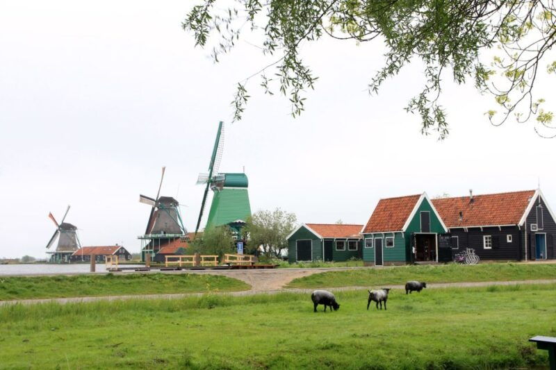 from-amsterdam-windmills-of-zaanse-schans-tour-in-spanish