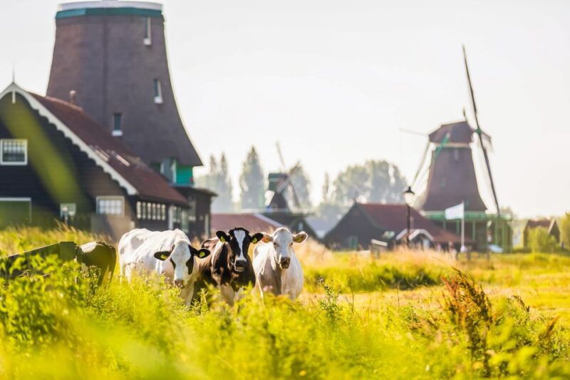 from-amsterdam-zaanse-schans-volendam-and-marken-day-trip
