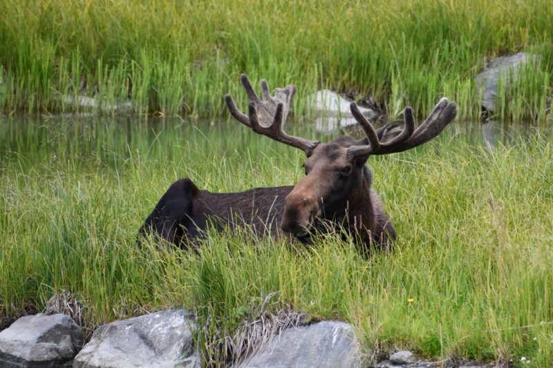from-anchorage-valley-of-glaciers-wildlife-center-tour