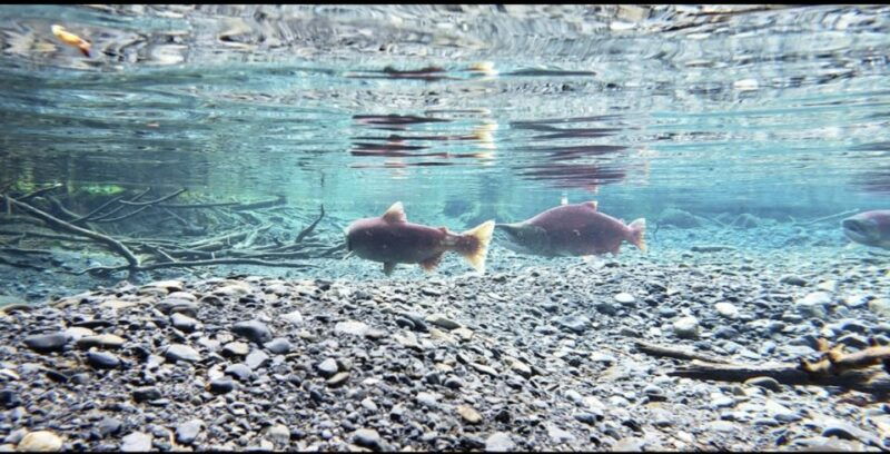 from-anchorage-wilderness-wildlife-glacier-experience