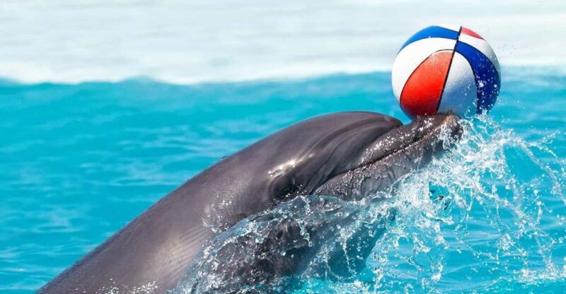 from-antalya-dolphin-show