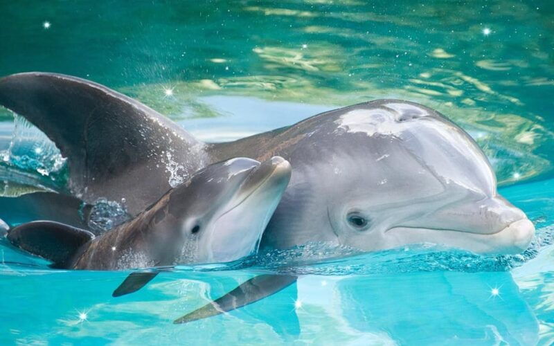 from-antalya-dolphin-show