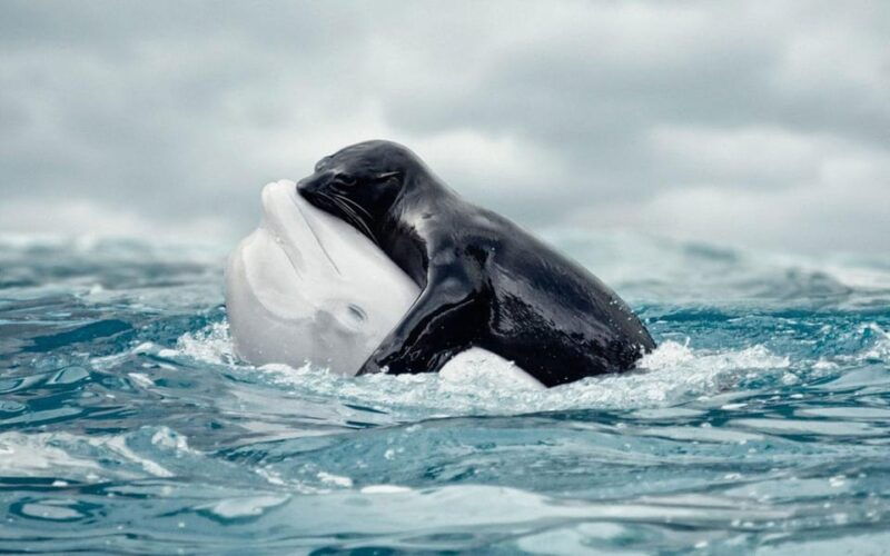 from-antalya-dolphin-show