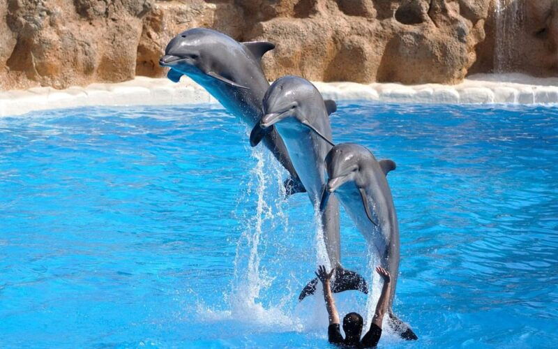 from-antalya-dolphin-show