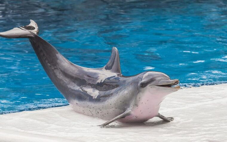from-antalya-dolphin-show