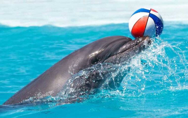 from-antalya-dolphin-show