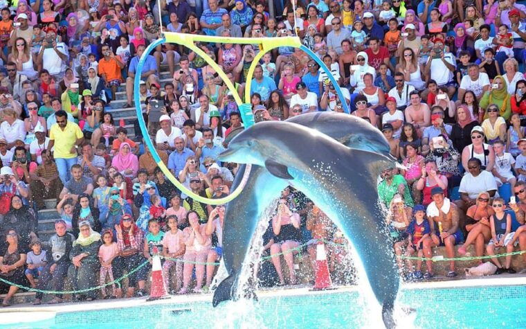 from-antalya-dolphin-show