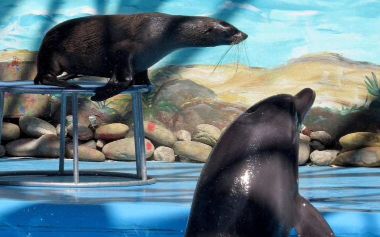 from-antalya-dolphin-show
