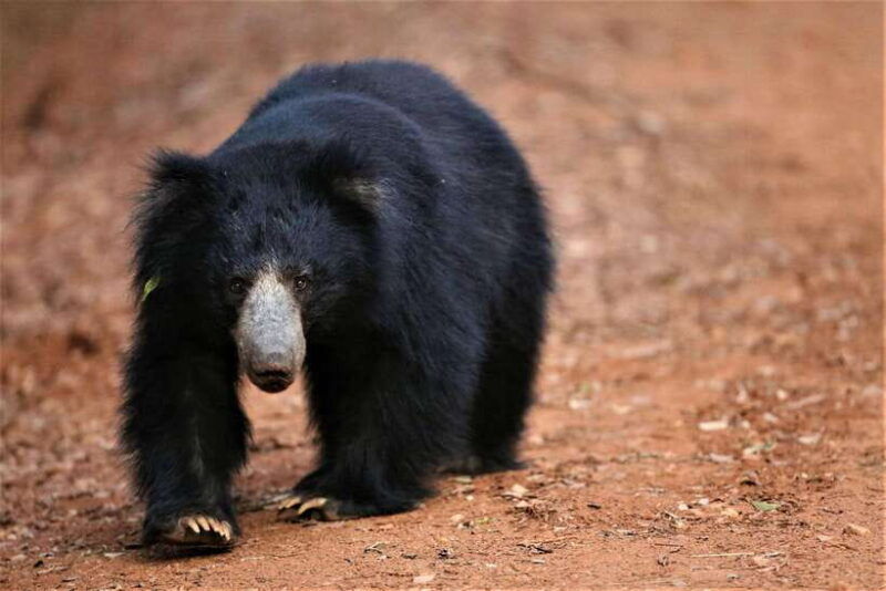 from-anuradhapura-full-day-wilpattus-wild-wonders-private