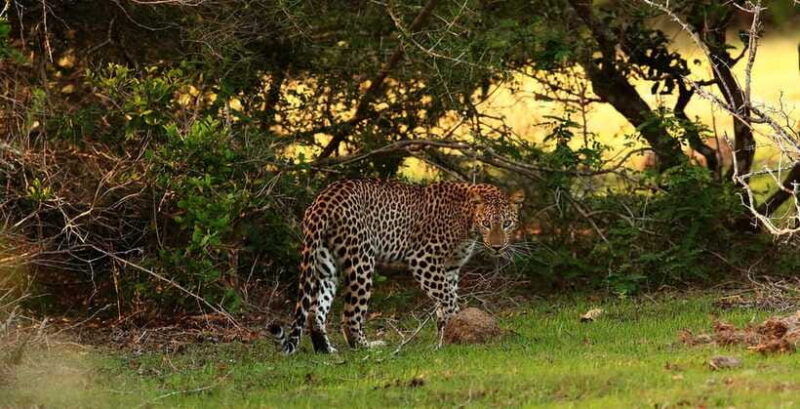 from-anuradhapura-full-day-wilpattus-wild-wonders-private