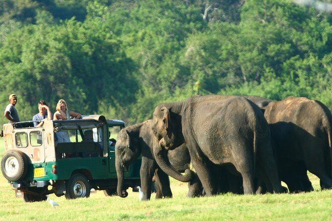 From Anuradhapura: Minneriya National Park Private Jeep Safari - Review of the From Anuradhapura: Minneriya National Park Private Jeep Safari