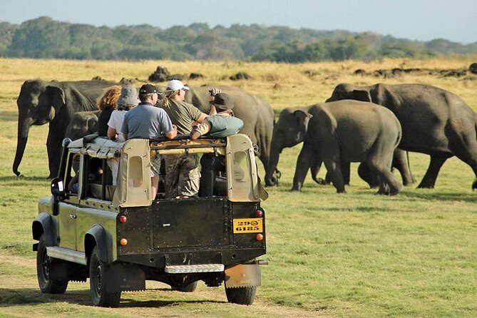 From Anuradhapura: Minneriya National Park Private Jeep Safari - Key Points