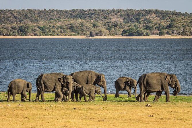 From Anuradhapura: Minneriya National Park Private Jeep Safari - What to Expect and Tips