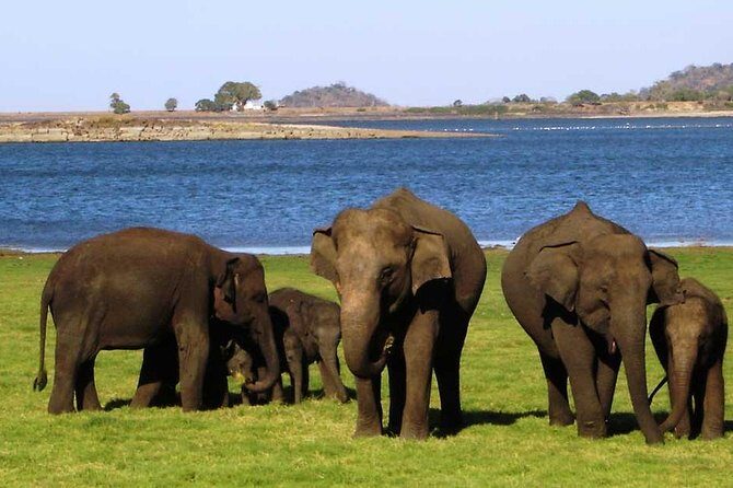 From Anuradhapura: Minneriya National Park Private Jeep Safari - FAQ