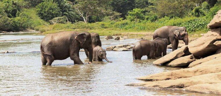 from-anuradhapura-wilpattu-national-park-half-day-safari