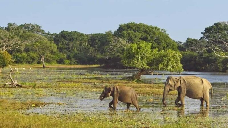 From Anuradhapura: Wilpattu National Park Private Safari - The Itinerary Breakdown
