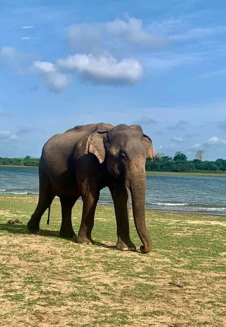 From Anuradhapura: Wilpattu National park Safari - The Experience: What to Expect from the Wilpattu Safari