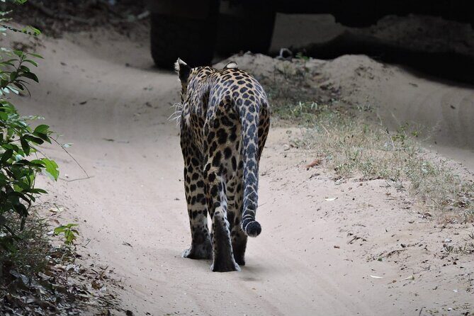 From Anuradhapura : Wilpattu Wild Haven Full-Day Safari - A Closer Look at the Wilpattu Wild Haven Safari Experience