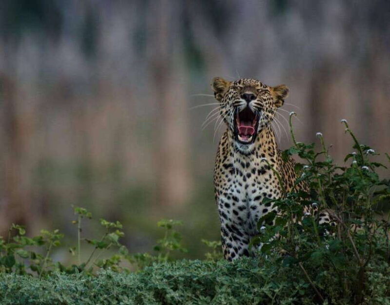 from-anuradhapuranatures-haven-safari-at-wilpattu