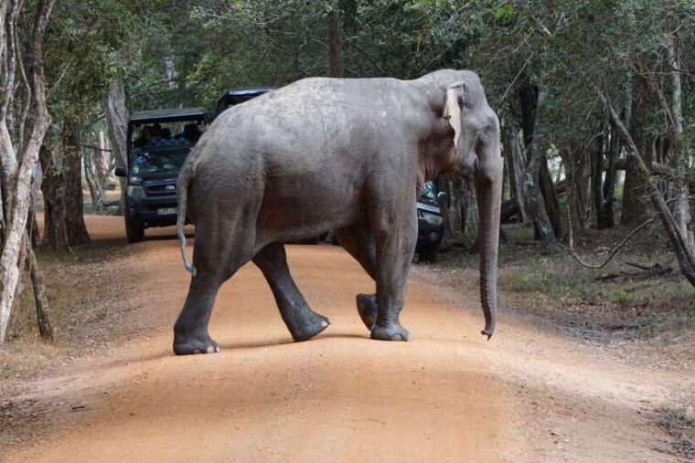 from-anuradhapuranatures-haven-safari-at-wilpattu