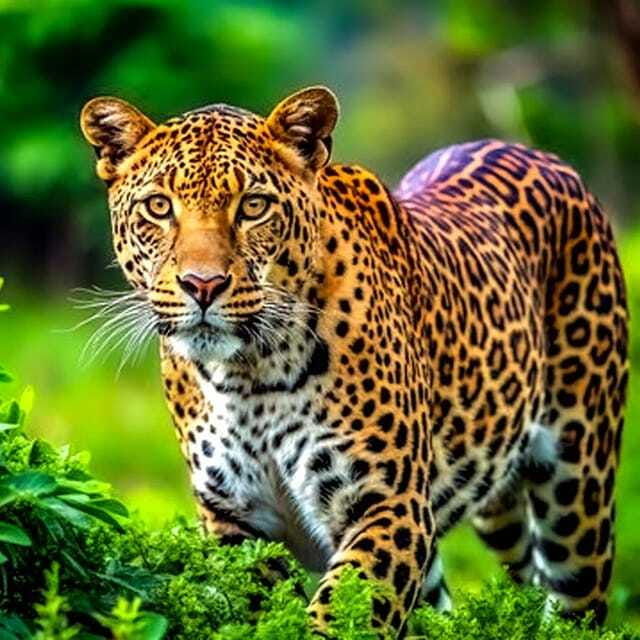 from-anuradhapuranatures-haven-safari-at-wilpattu