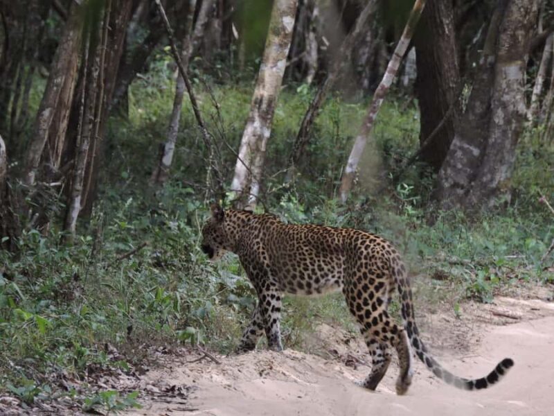 From Anuradhapura:Wilpattu Full-Day Wildlife Safari. - Key Points