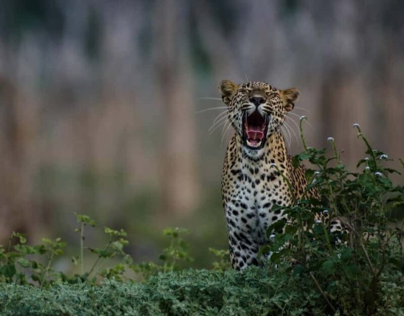 From Anuradhapura:Wilpattu Full-Day Wildlife Safari. - Wildlife Encounters and Sightings