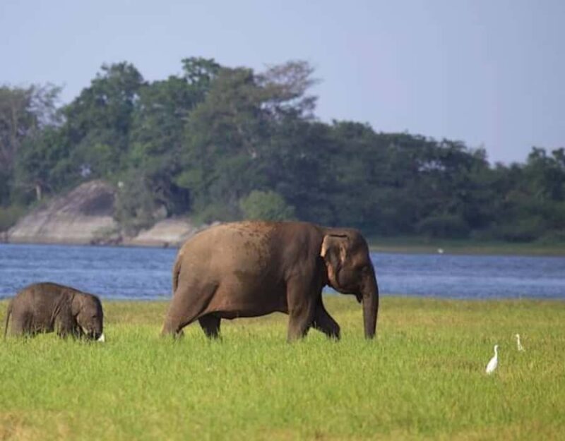 From Anuradhapura:Wilpattu Full-Day Wildlife Safari. - Food and Drinks: Authentic and Satisfying