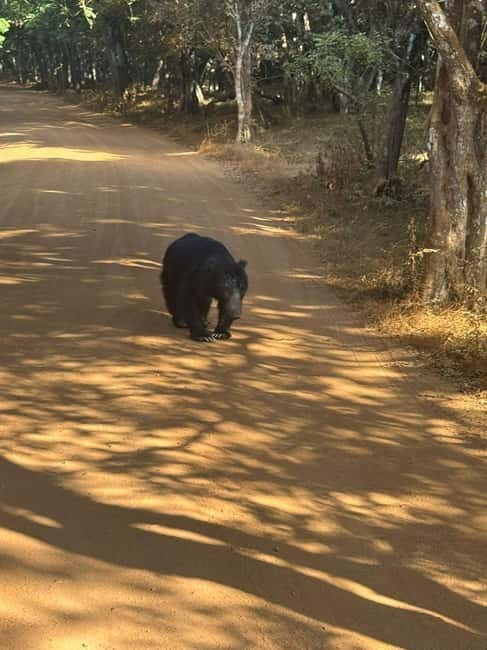 From Anuradhapura:Wilpattu Full-Day Wildlife Safari. - The Itinerary: What You Can Expect  