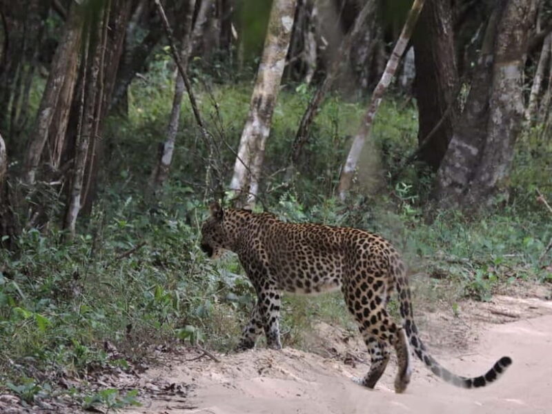 From Anuradhapura:Wilpattu Full-Day Wildlife Safari. - Inclusions and Practical Details  